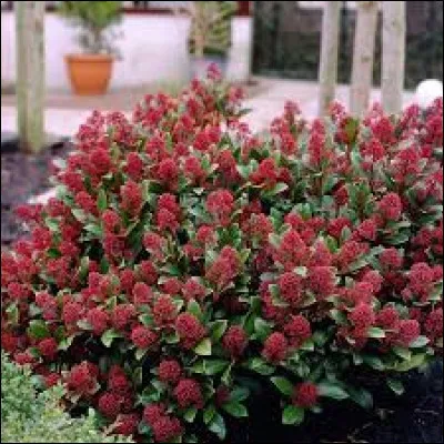 Quelle terre convient le mieux à cette plante ?