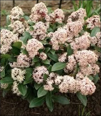 Cette plante peut aller jusqu'à 1,50 mètres.