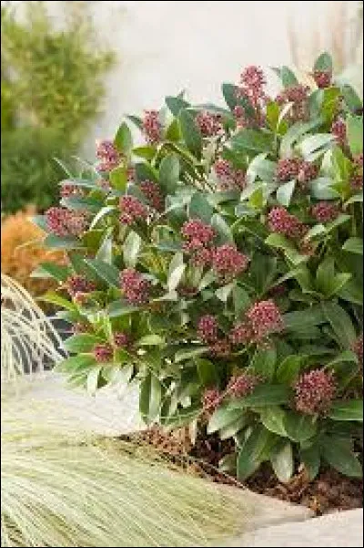 Quand viendront ses fleurs ?