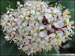 Quiz Plantes