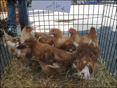 Le pays dont un quotidien papier est le plus diffusé au monde est...