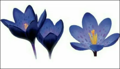 Dans "Zootopia" quelles sont les plantes qui rendent les animaux sauvages ?