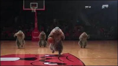 Quel sport pratiquent les marmottes ?