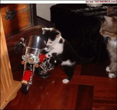 Trouvez le nom d'un sportif célèbre de ce sport !