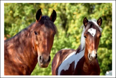Comment tes amis te caractérisent-ils ?