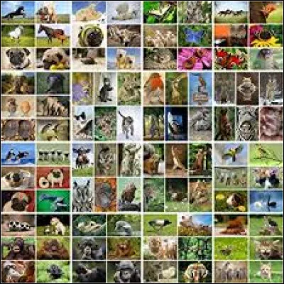 Quels sont ses animaux ?