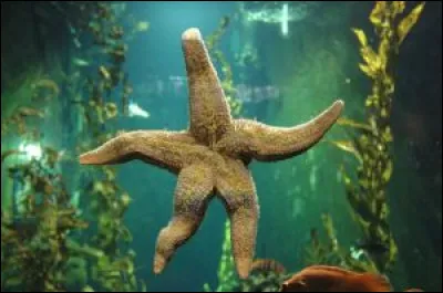 Quel est leur nom scientifique ?