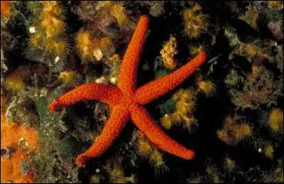 Comment les anglais l'appellent-ils ?