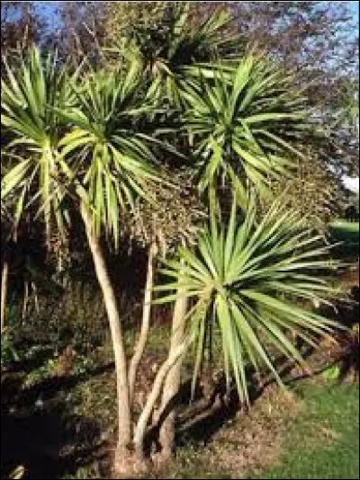 La cordyline australis est la plus rustique parmi les autres, elle résiste jusqu'à :