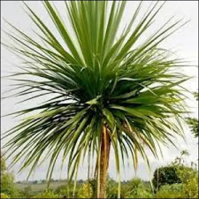 De quelle famille fait-elle partie ?