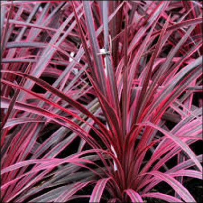 Où faut-il la mettre généralement ?