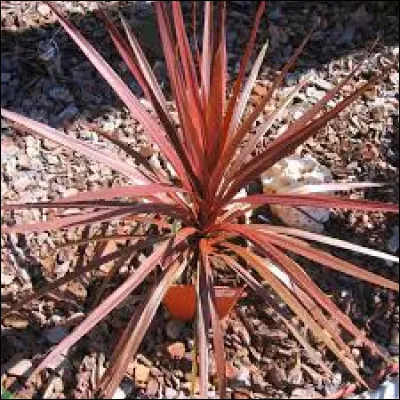 Vous pouvez voir la cordyline pourpre Red Star.