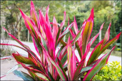Quelle est cette cordyline ?