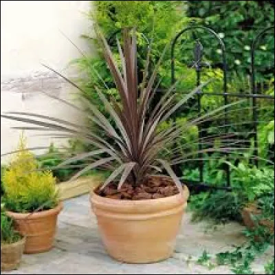 Quand faut-il la planter ?