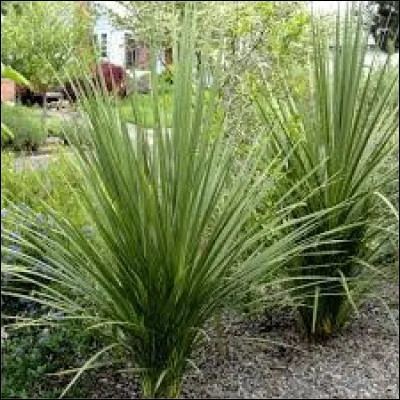 D'où est originaire la cordyline ?