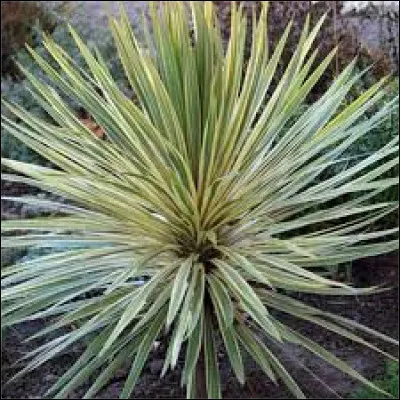 Il faut la mettre à l'abri du vent, en particulier pour les espèces panachés.