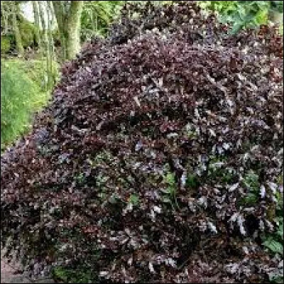 Agrandissez bien la photo, c'est également un pittosporum.