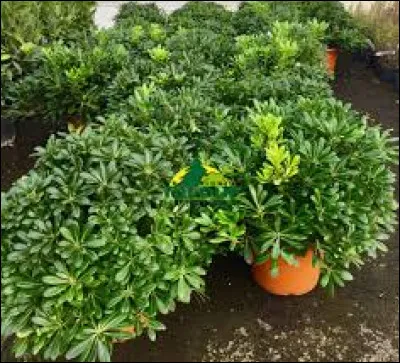 Au maximun le pittosporum tobira "nana" atteindra la taille de :