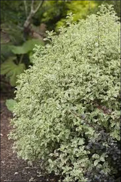 Quel est cet arbuste ?