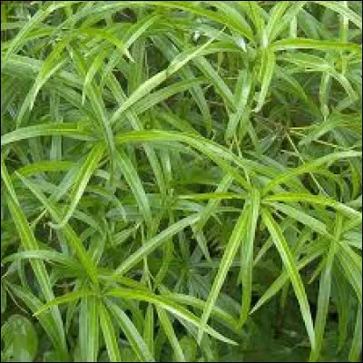 Sur la photo, vous pouvez voir le pittosporum illicioides.