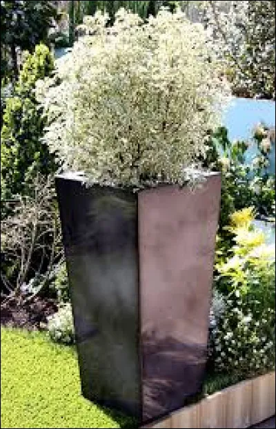 Peut-on mettre cette plante en pot ?