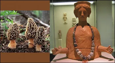 Heureusement qu'il y a des champignons ! C'est la saison, non ?