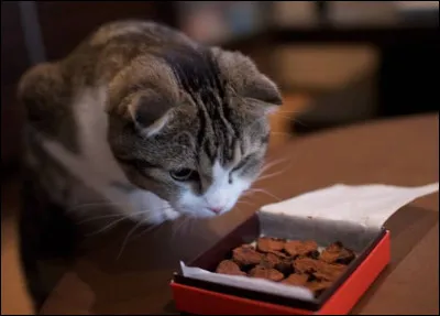 Le chocolat est toxique pour les chats.