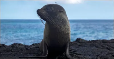 Seriez-vous capables de me dire en combien de cantons sont divisées les îles Galápagos ?