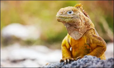 À quel sous-ordre appartient l'iguane terrestre des Galápagos ?