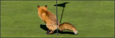 Le golf est un sport olympique depuis :