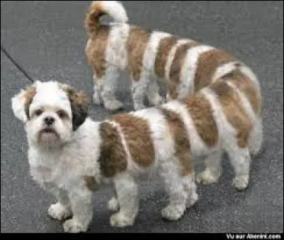 Trouvez le nom exact d'un myriapodes.