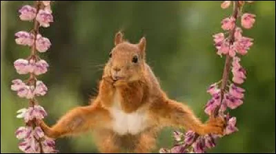 Quel est le nom de l'écureuil roux dans "Spirou et Fantasio" ?