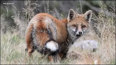 Ce mot désigne un mammifère mâle dont un seul testicule est descendu dans le scrotum.