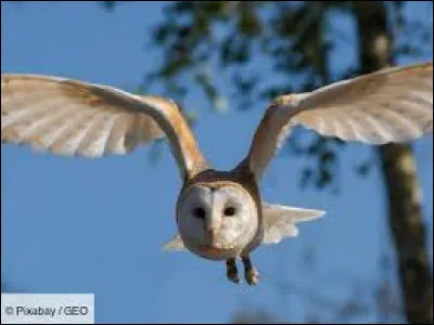 En néerlandais, cela signifie "chouette".