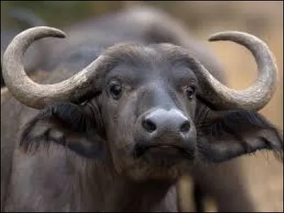 Il nous vient d'Asie et d'Afrique, c'est un animal.