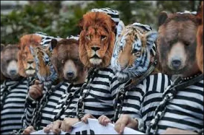 Quel animal le rougequeue noir est-il ?