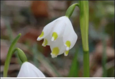 Quelle est cette plante à fleurs en clochettes blanches maculées de vert qui fleurit en hiver ?