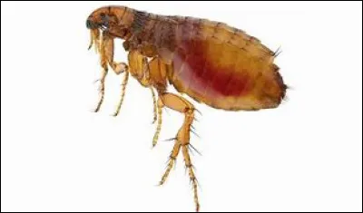 Quel est cet insecte piqueur-suceur du sang des mammifères, capable de sauter haut et loin ?