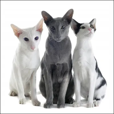 Quelle est la race de ces trois chats ?