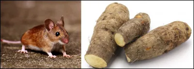 Trouvez la petite b&ecirc;te !