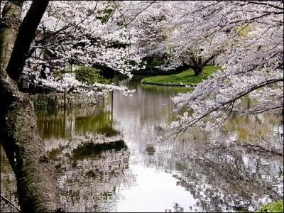 Les Japonais vouent un culte au cerisier. Ils en cultivent plus de 300 varits. L'arbre a une telle importance pour les Japonais qu'ils :