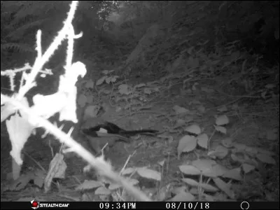 Tarn 2018, identifiez cet oiseau !