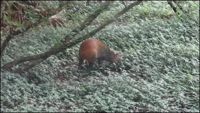 Guyane 2017, identifiez l'animal !