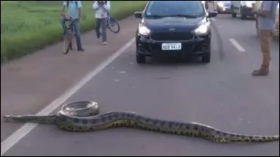 Guyane 2013, identifiez l'animal !