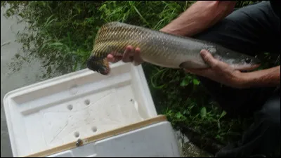 Guyane 2017, ce jeune poisson d'Am&eacute;rique du Sud deviendra l'un des plus grands poissons d'eau douce du monde !