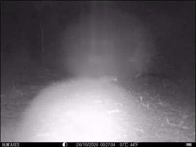 Tarn octobre 2020. Photographi&eacute; en pleine nuit, qui est-il ?