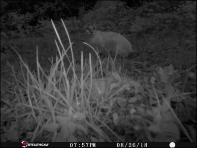 Tarn, octobre 2020. Il vient la nuit, rarement le jour !