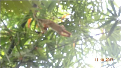 Photo prise en Guyane, en 2017 !