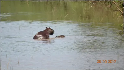Guyane 2017, surpris en plein jour, quels sont ces animaux ?