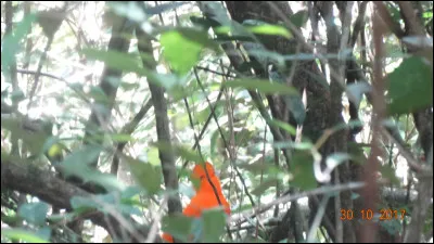 Guyane 2017, trouvez le nom de cet oiseau !
